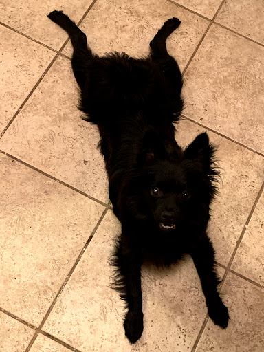 Pet Store «Just Puppies Inc», reviews and photos, 1028 York Rd, Towson, MD 21204, USA