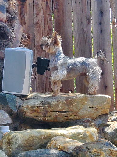 Pet Supply Store «Bark Avenue», reviews and photos, 4781 Granite Dr, Rocklin, CA 95677, USA