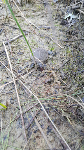 Park «Jaycee Park», reviews and photos, Beverly J Griffin Dr, Romeoville, IL 60446, USA