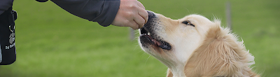 CynoFeel - Education & Comportement Canin à Vions