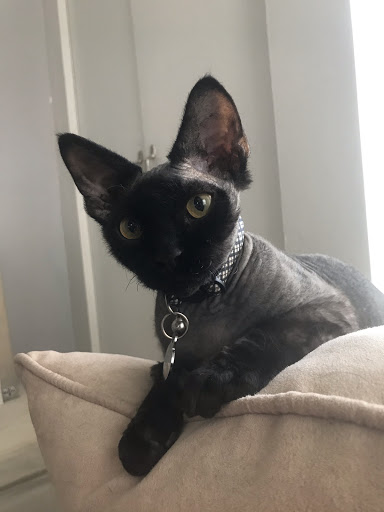 Pet Supply Store «PetSmart», reviews and photos, 4500 Mitchellville Rd, Bowie, MD 20716, USA