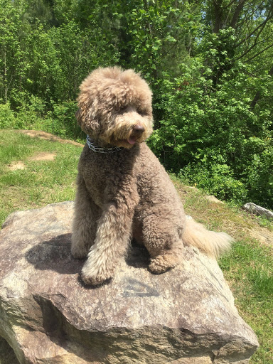 Pet Supply Store «PetSmart», reviews and photos, 1705 Mall of Georgia Blvd, Buford, GA 30519, USA