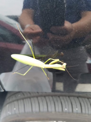 Car Dealer «Jaguar Land Rover Hunt Valley», reviews and photos, 10260 York Rd, Cockeysville, MD 21030, USA