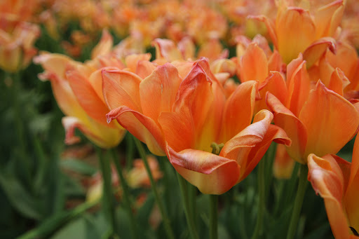 Park «Perrineville Lake Park», reviews and photos, 143 Baird Rd, Millstone, NJ 07726, USA