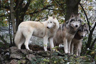 Les Loups du Gévaudan à Saint-Léger-de-Peyre