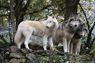 Les Loups du Gévaudan Saint-Léger-de-Peyre