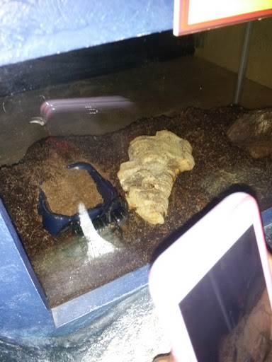 Movie Theater «Chrysler IMAX® Dome Theatre at the Michigan Science Center», reviews and photos, 5020 John R St, Detroit, MI 48202, USA