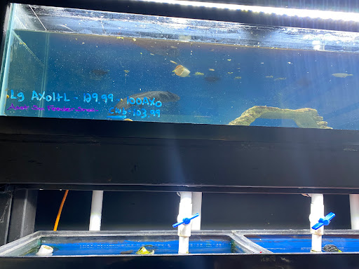 Pet Store «All Pets Club», reviews and photos, 1167 N Colony Rd, Wallingford, CT 06492, USA