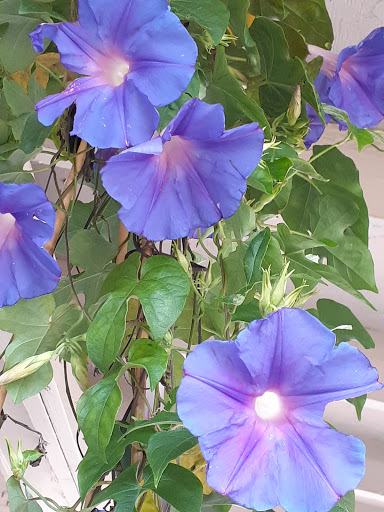 Plant Nursery «Wilcox Nursery», reviews and photos, 12501 Indian Rocks Rd, Largo, FL 33774, USA