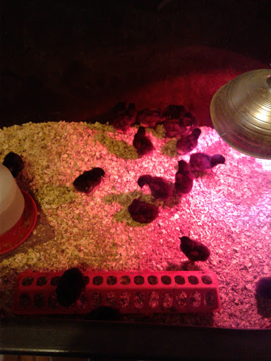 Gun Shop «Country Folks Superstore,», reviews and photos, 2730 Spot Rd, Cumming, GA 30040, USA