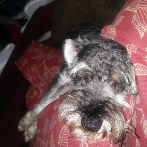 Pet Supply Store «Petco Animal Supplies», reviews and photos, 8909 Branch Ave d, Clinton, MD 20735, USA