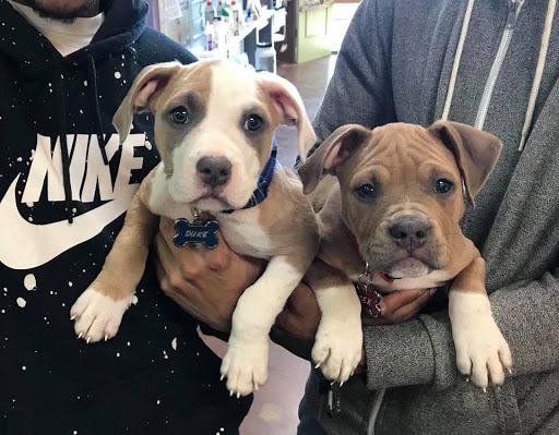 Pet Supply Store «The Good Dog Shoppe Kennesaw/The Good Dog Co.Atl», reviews and photos, 4200 Wade Green Rd NW #5, Kennesaw, GA 30144, USA