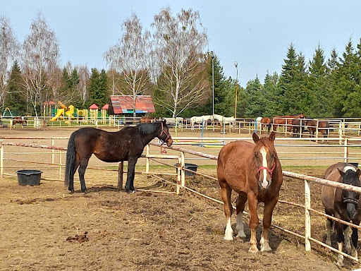 Farma Pony Oraz Muzeum Karuzel w trakcie budowy