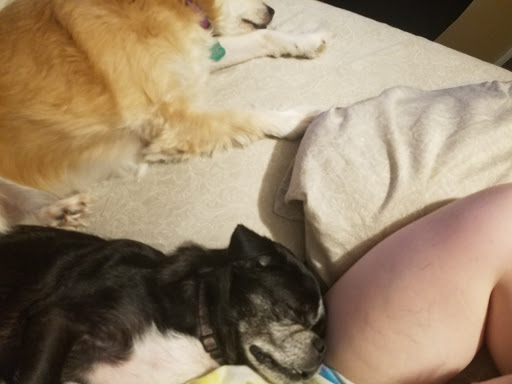 Pet Supply Store «Petco Animal Supplies», reviews and photos, 5190 Borgen Blvd #201, Gig Harbor, WA 98332, USA