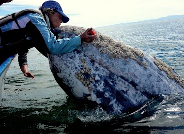 Whale Magic Tours Whale Camp