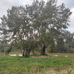 Photo n°2 de l'avis de enrica.o fait le 23/10/2022 à 11:04 sur le  Parco Fluviale Di là d'Arno à Lastra a Signa