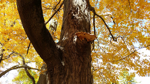 Non-Profit Organization «Museum of American Bird Art at Mass Audubon», reviews and photos, 963 Washington St, Canton, MA 02021, USA