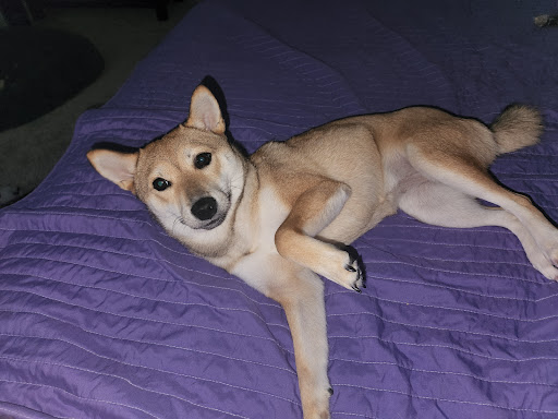 Pet Supply Store «Petco Animal Supplies», reviews and photos, 2463 Hamilton Mill Pkwy #340, Dacula, GA 30019, USA