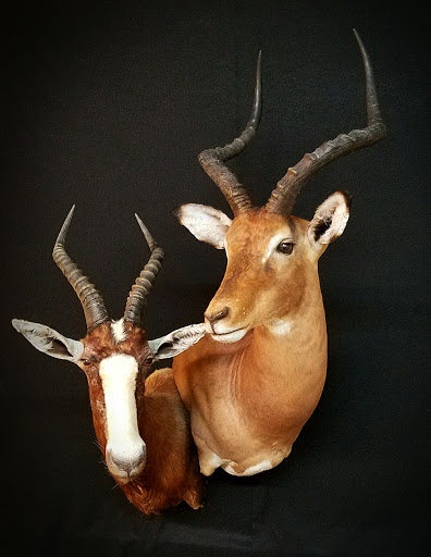 Taxidermist «HighPoint Taxidermy And Outfutters», reviews and photos, 14860 OH-13, Thornville, OH 43076, USA