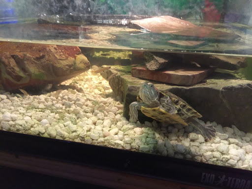 Pet Store «Lebanon Pet & Aquarium Center», reviews and photos, 196 S Main St, West Lebanon, NH 03784, USA