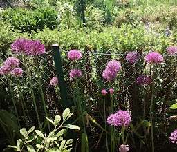Kleingartenverein Baumberger Feld photo
