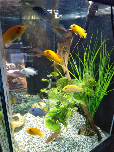 Aquarium «Sea Oddities», reviews and photos, 128 Broad St, Kingsport, TN 37660, USA