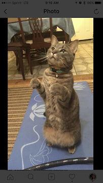 Staycation Pet Sitting Service - Photo 3 - Car repair in , Cambridge