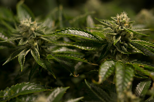 Homeopathic Pharmacy «Kind Pain Management Inc.», reviews and photos, 2636 Youngfield St, Lakewood, CO 80215, USA