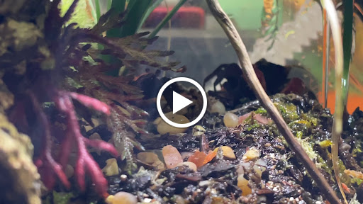 Pet Store «The Pet Works», reviews and photos, 407 4th Ave E, Olympia, WA 98501, USA