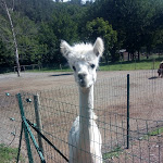 Photo n° 3 de l'avis de Brigitte.e fait le 08/06/2019 à 13:10 pour La Halte Du Volcan à Pléchâtel