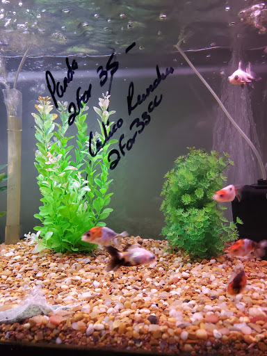 Tropical Fish Store «Golden Fish Aquariums», reviews and photos, 7145 W Colfax Ave, Lakewood, CO 80214, USA