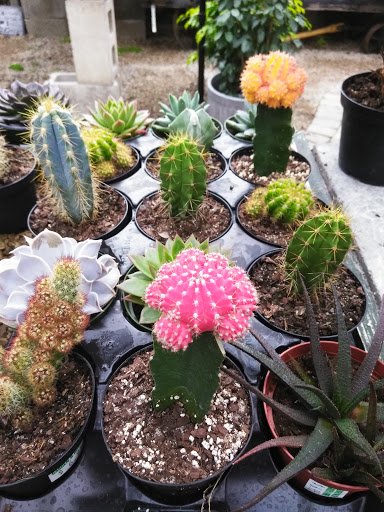 Plant Nursery «Goldner Walsh Garden and Home», reviews and photos, 559 Orchard Lake Rd, Pontiac, MI 48341, USA