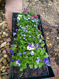 Lowe's Garden Center - Photo 9 - Car repair in Longmont, CO, Longmont
