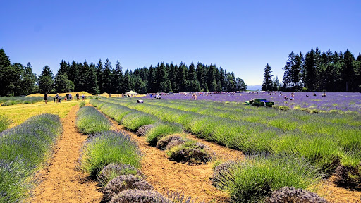 Farm «Oregon Lavender Farm», reviews and photos, 20949 S Harris Rd, Oregon City, OR 97045, USA