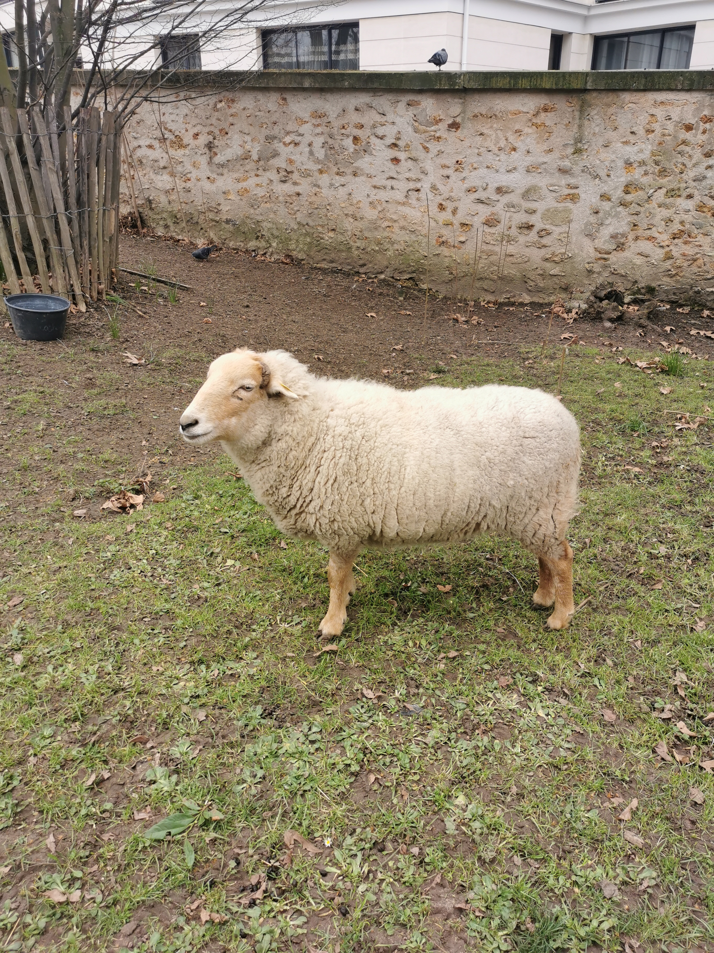 Photo n° 5 de l'avis de Bouteleux.e fait le 22/02/2021 à 12:25