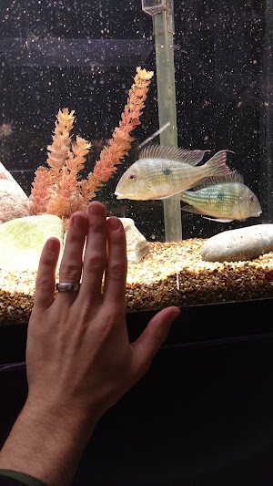 Blue Fish Aquarium - photo 54