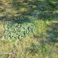 TLC; The Lawn Company - Photo 7 - Car repair in , Worcester