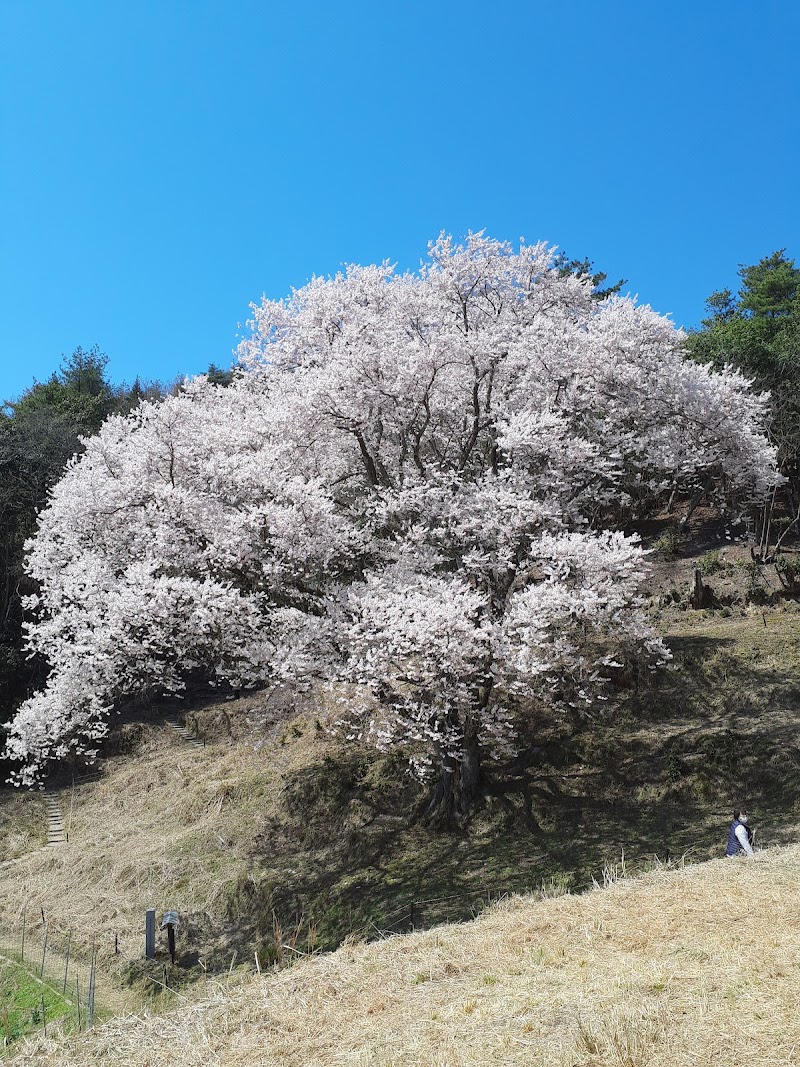 宿根の大桜