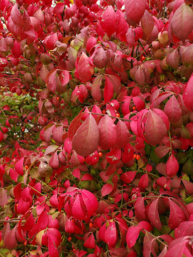 Liquor Store «Ledgewood Bottle King», reviews and photos, 260 NJ-10, Succasunna, NJ 07876, USA