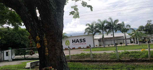 Hass Colombia