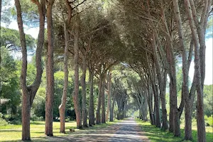 Parco Regionale Migliarino, San Rossore, Massaciuccoli image