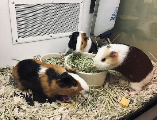 Pet Supply Store «Petco Animal Supplies», reviews and photos, 1391 NJ-35, Middletown, NJ 07748, USA