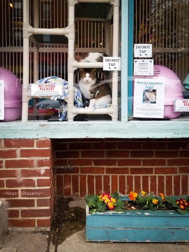 Pet Store «Fairmount Pet Shoppe», reviews and photos, 2024 Fairmount Ave, Philadelphia, PA 19130, USA