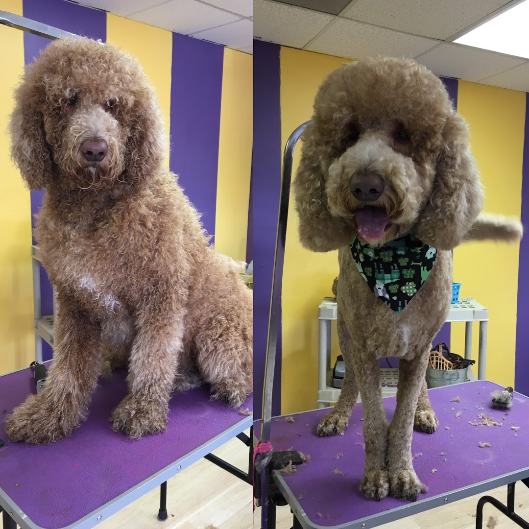 Doggy Stylez Pet Salon