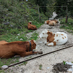 Photo n°1 de l'avis de Julia.u fait le 25/09/2022 à 19:03 sur le  Königsbachalm à Schönau am Königssee