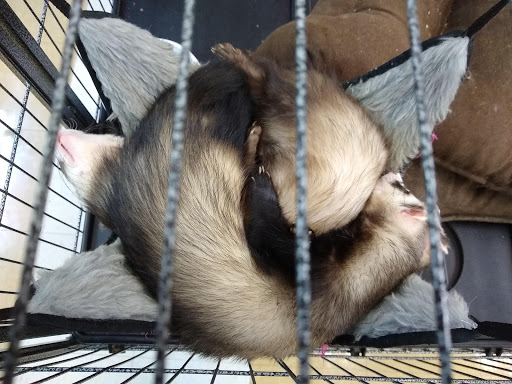 Pet Supply Store «Pet Supplies Plus», reviews and photos, 1960 Jericho Turnpike, East Northport, NY 11731, USA