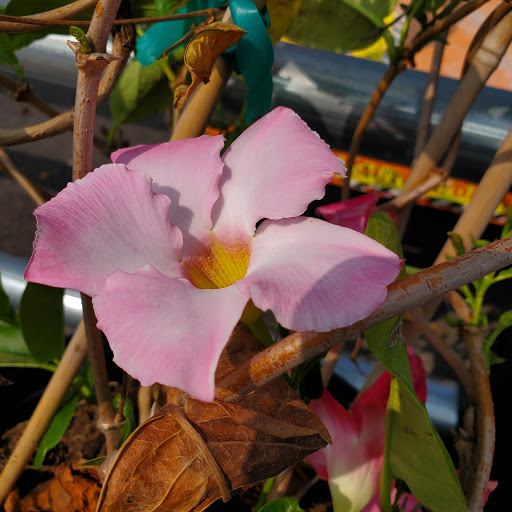 Home Improvement Store «The Home Depot», reviews and photos, 701 Boston Post Rd E, Marlborough, MA 01752, USA