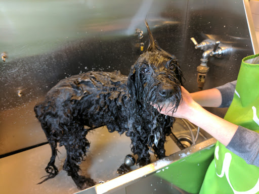 Pet Store «Dogma for Pets LLC», reviews and photos, 3600 Boston St, Baltimore, MD 21224, USA