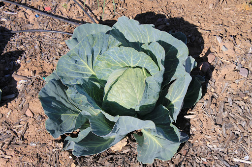 Non-Profit Organization «Society of St. Vincent de Paul - Main Campus», reviews and photos