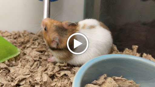 Pet Supply Store «Petco Animal Supplies», reviews and photos, 4915 E 41st St C, Tulsa, OK 74135, USA